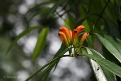 Aeschynanthus sikkimensis